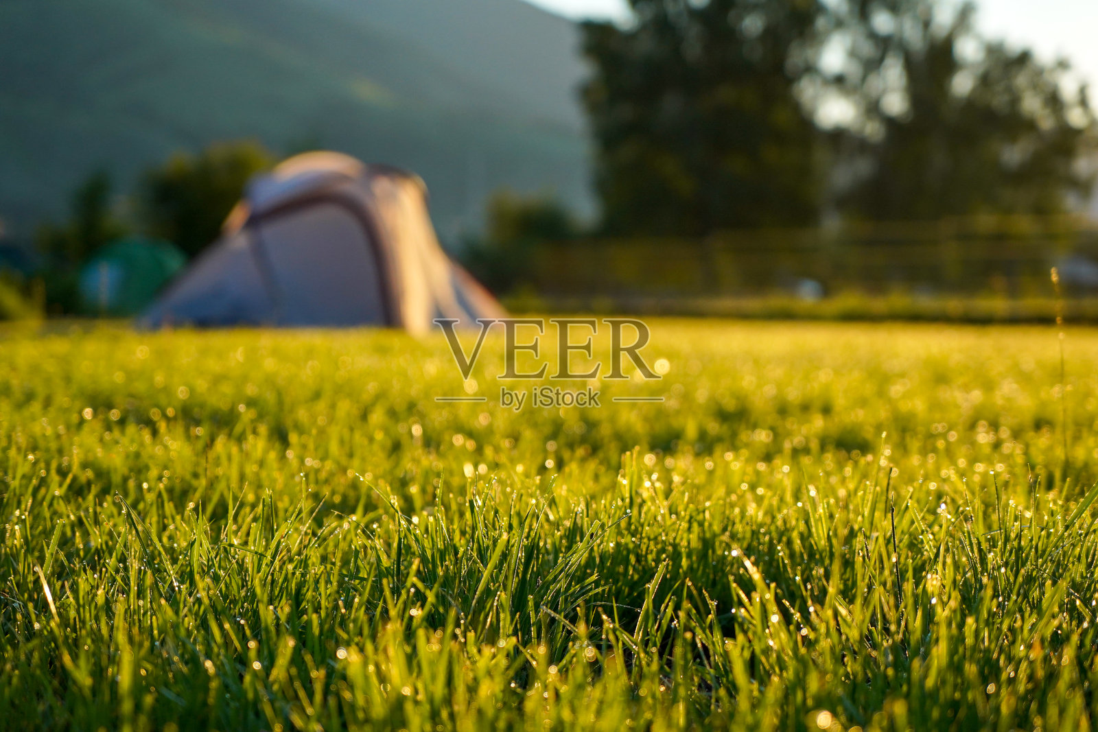 田野的绿草如茵,缀着晨露和旅游帐篷照片摄影图片