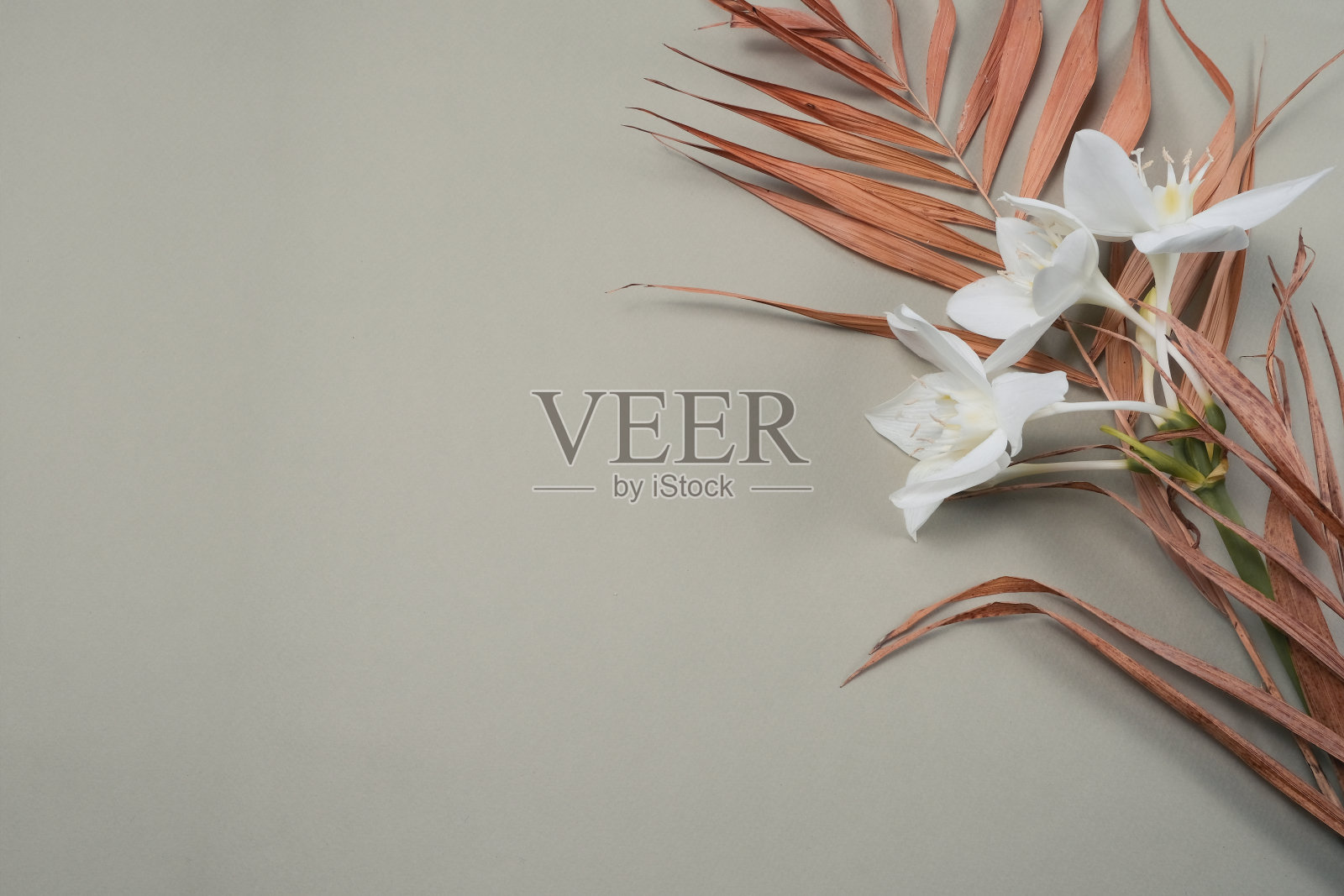 热带干叶与白色百合在橄榄背景。特写视图照片摄影图片