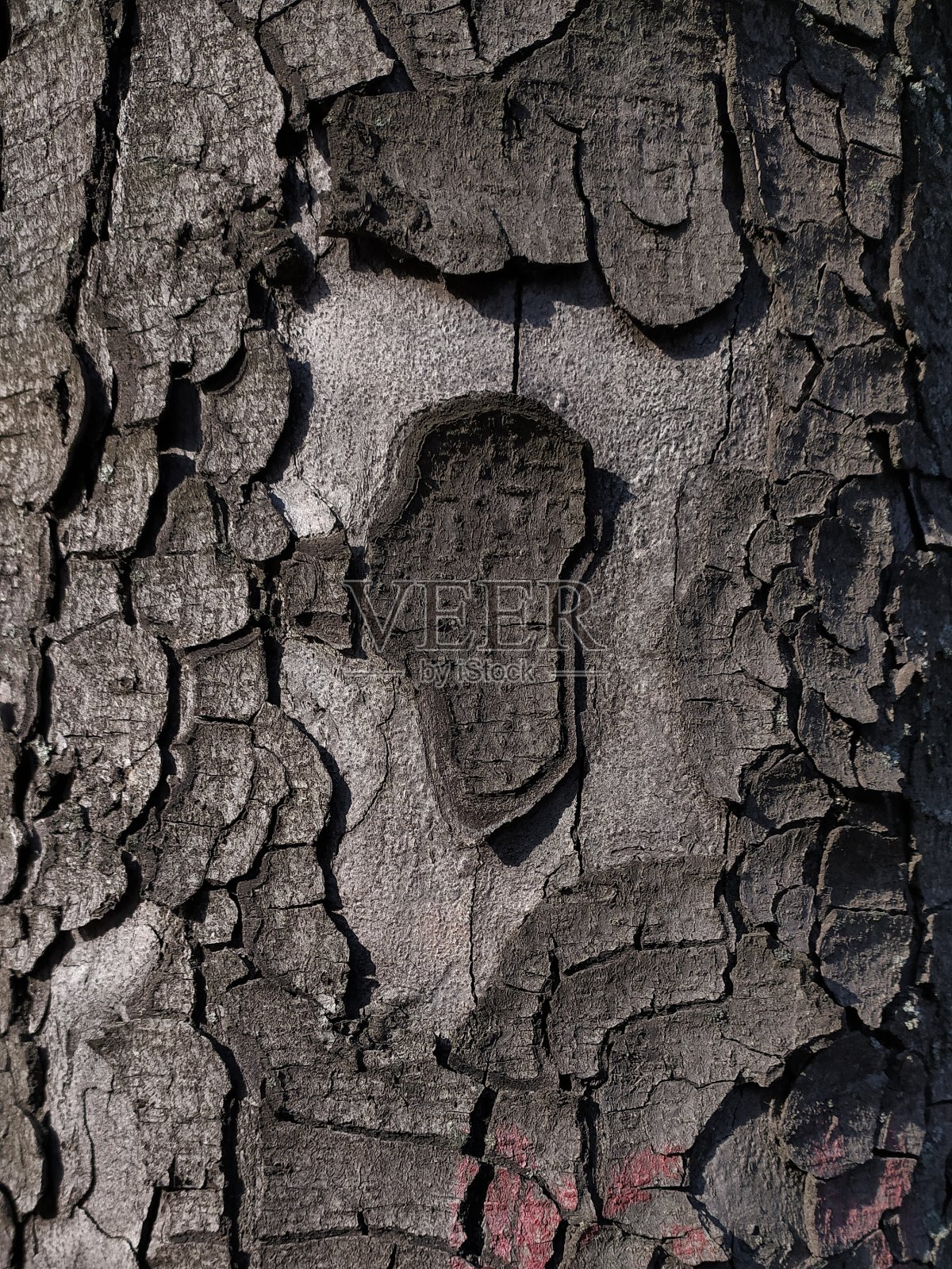 树皮纹理照片摄影图片