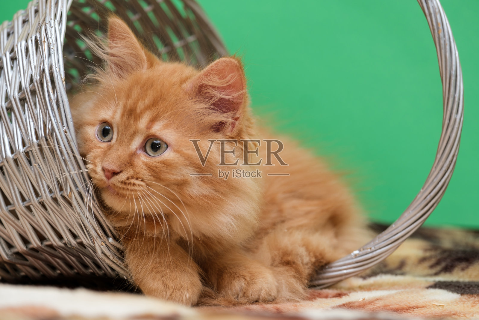 柳条篮子里的姜猫,以绿色为背景照片摄影图片