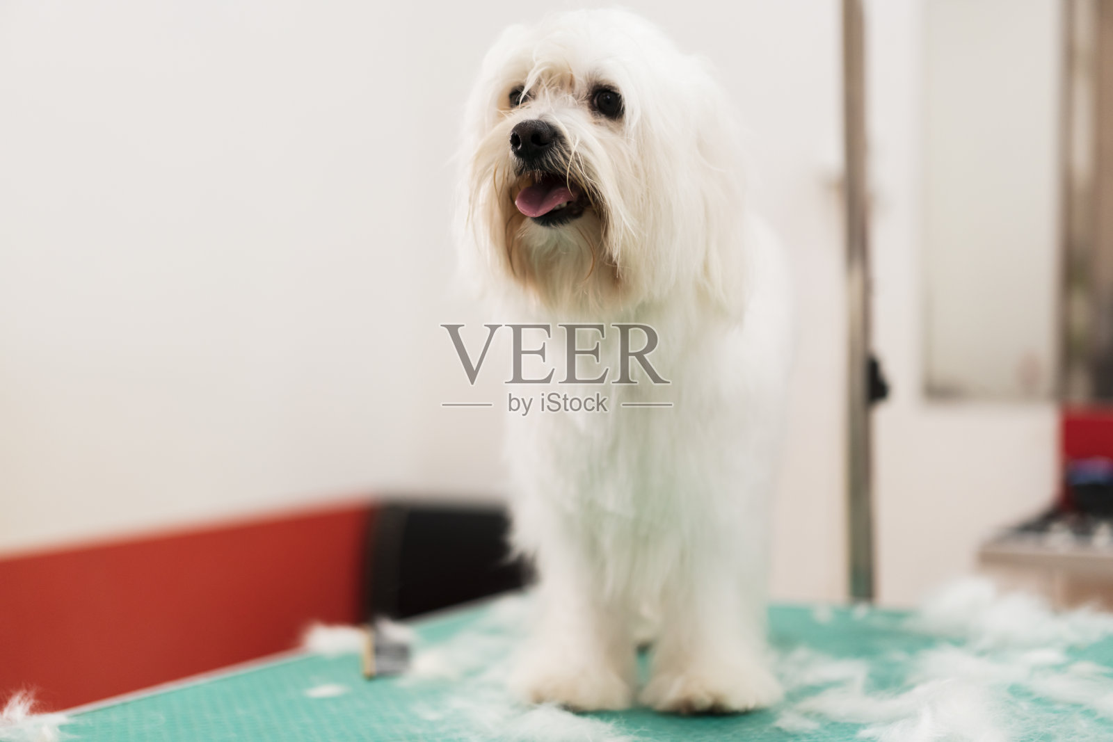 你的宠物应该得到最好的!照片摄影图片