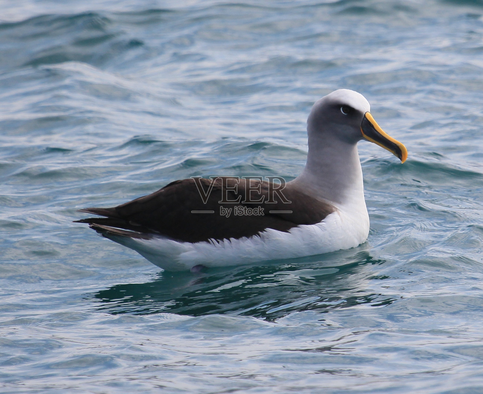 布勒的莫利莫克照片摄影图片