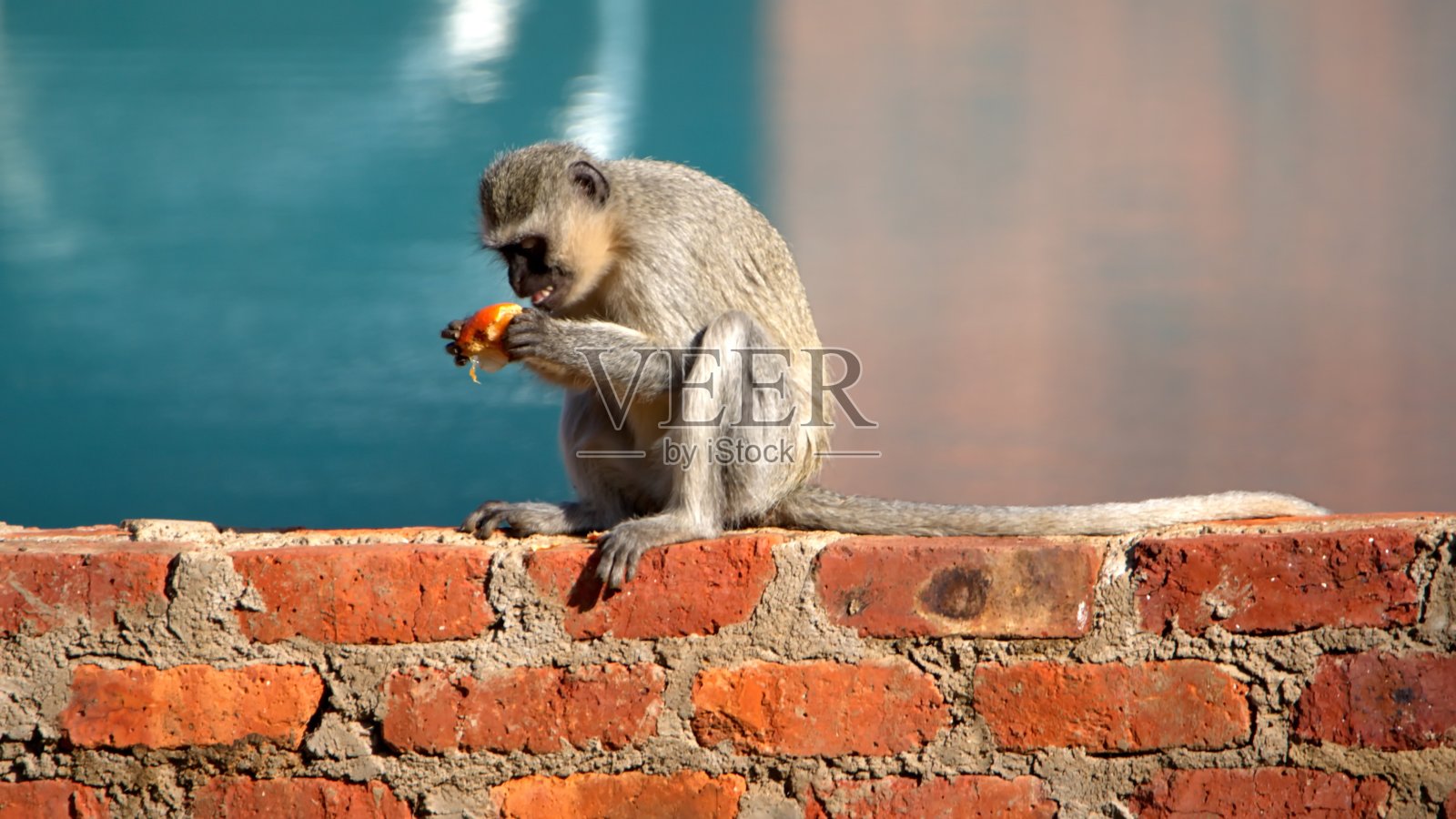 黑尾猴在砖墙上照片摄影图片