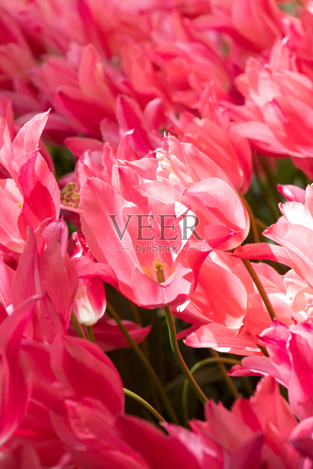 深粉色的郁金香田照片摄影图片