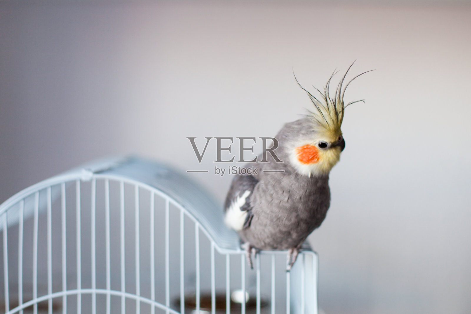 澳洲鹦鹉。照片摄影图片