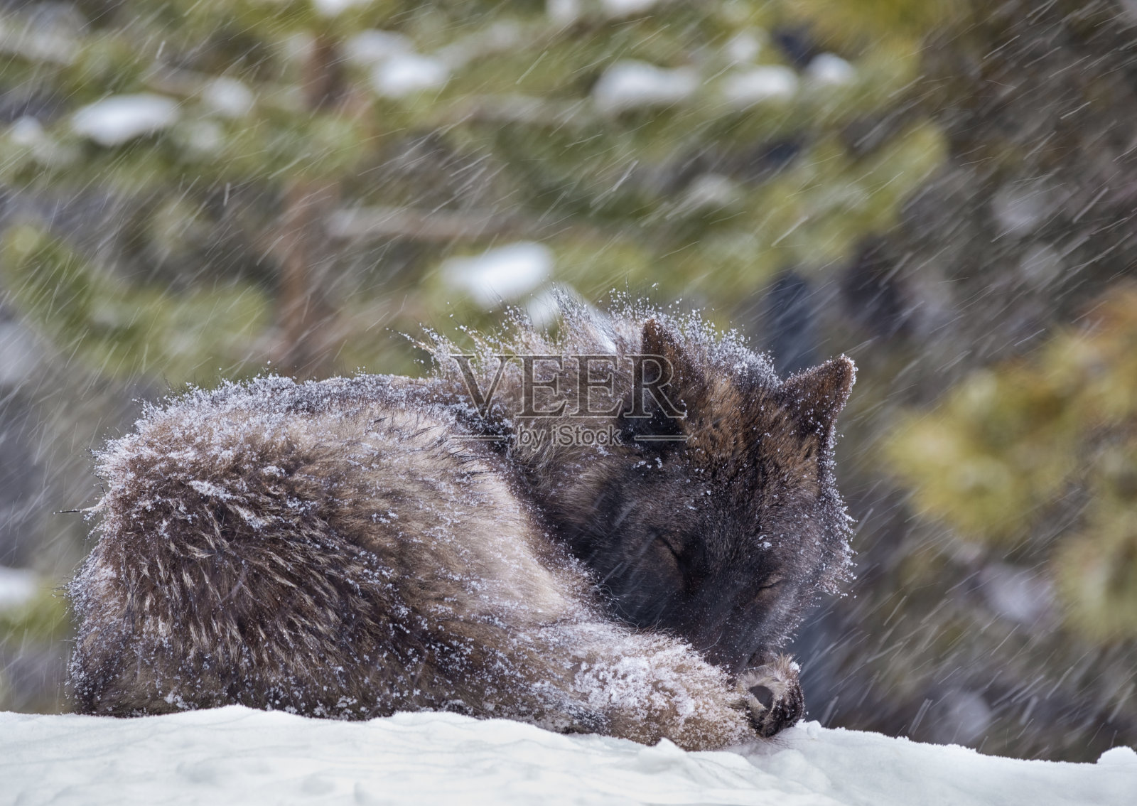 灰太狼在暴风雪中睡觉照片摄影图片