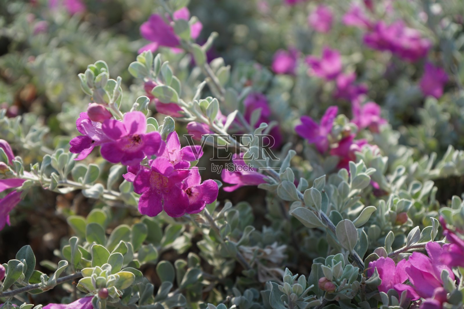花园里的花照片摄影图片