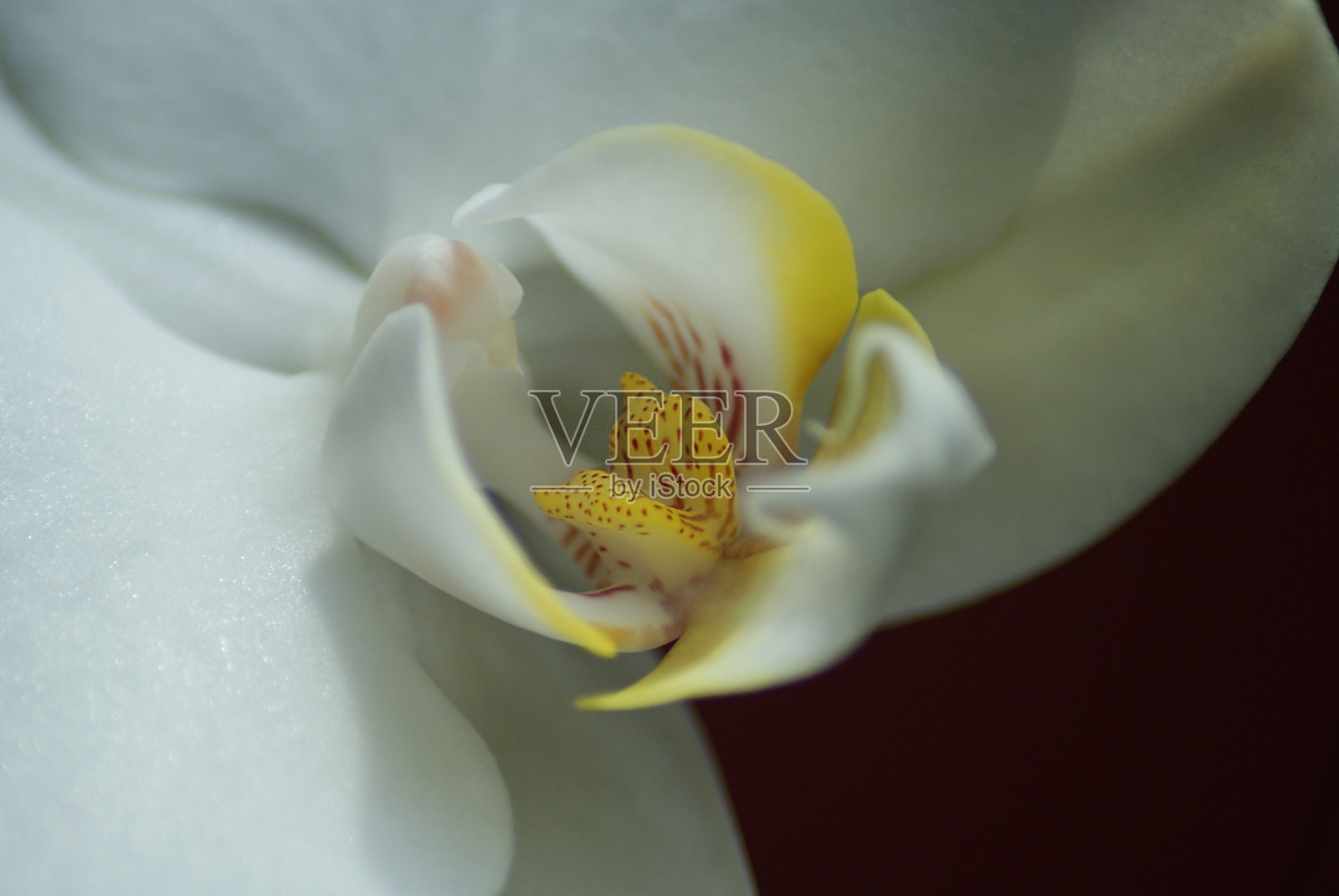 白色的兰花照片摄影图片