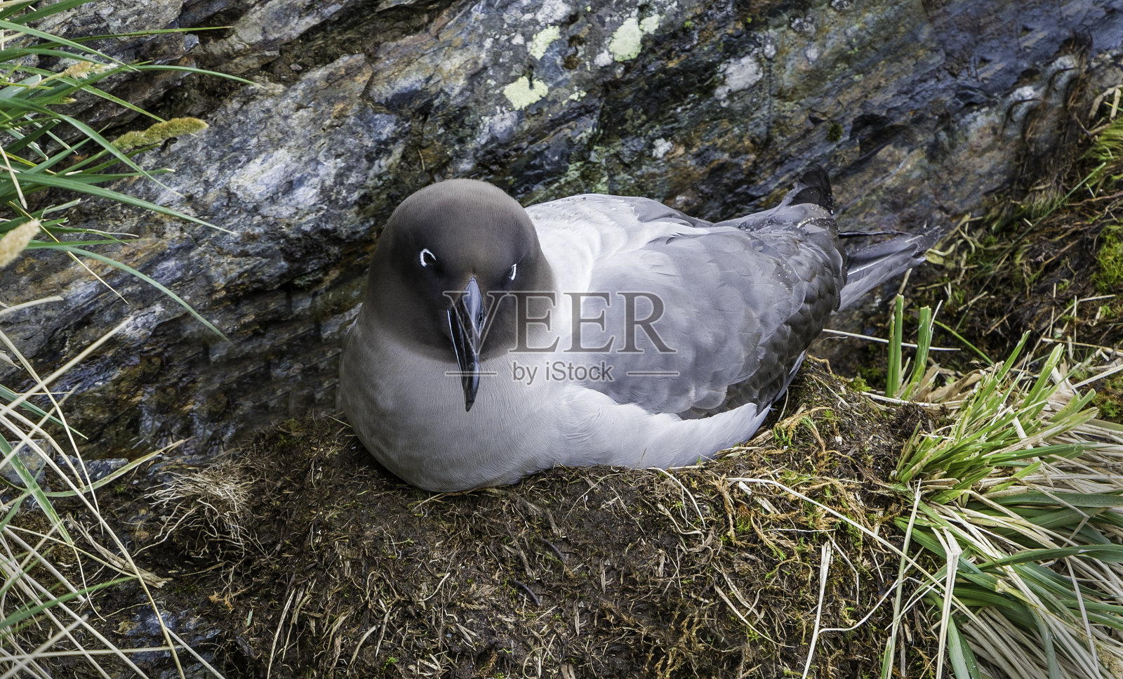 淡披风煤烟信天翁,宽翅信天翁,金港,南乔治亚岛,长翅信天翁科照片摄影图片