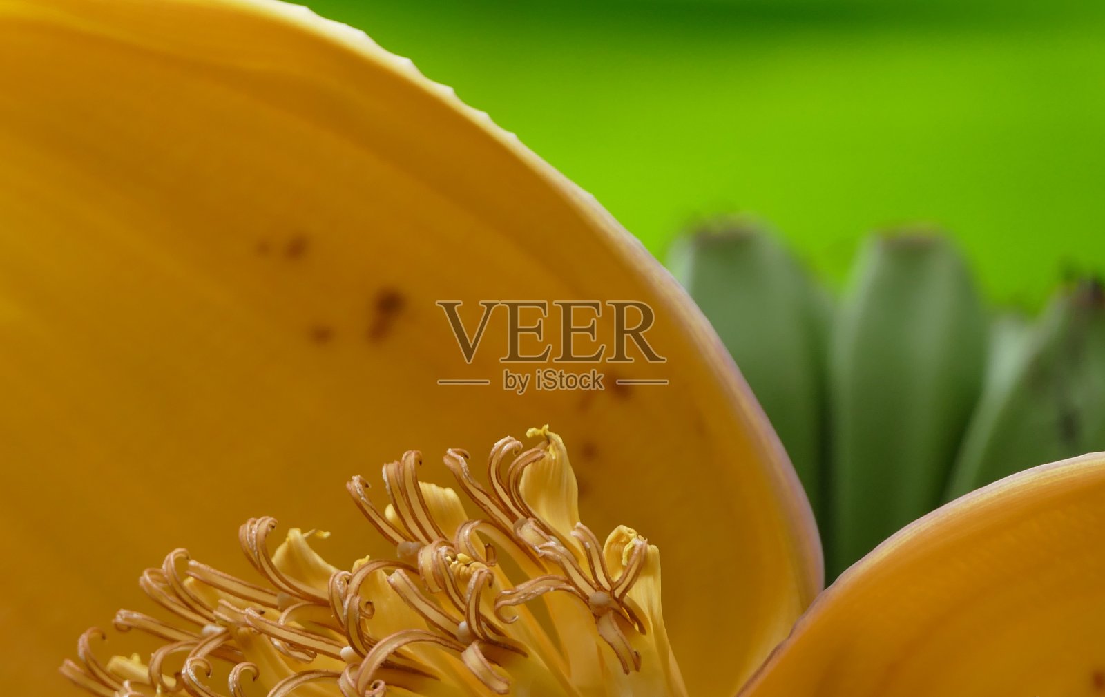 香蕉花照片摄影图片