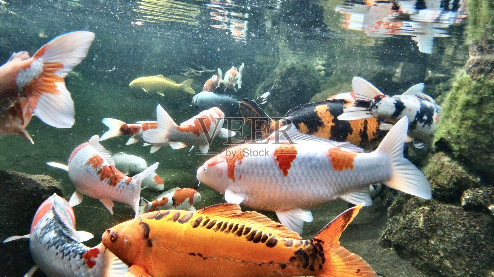 锦鲤,幸运鲤鱼,日本人照片摄影图片
