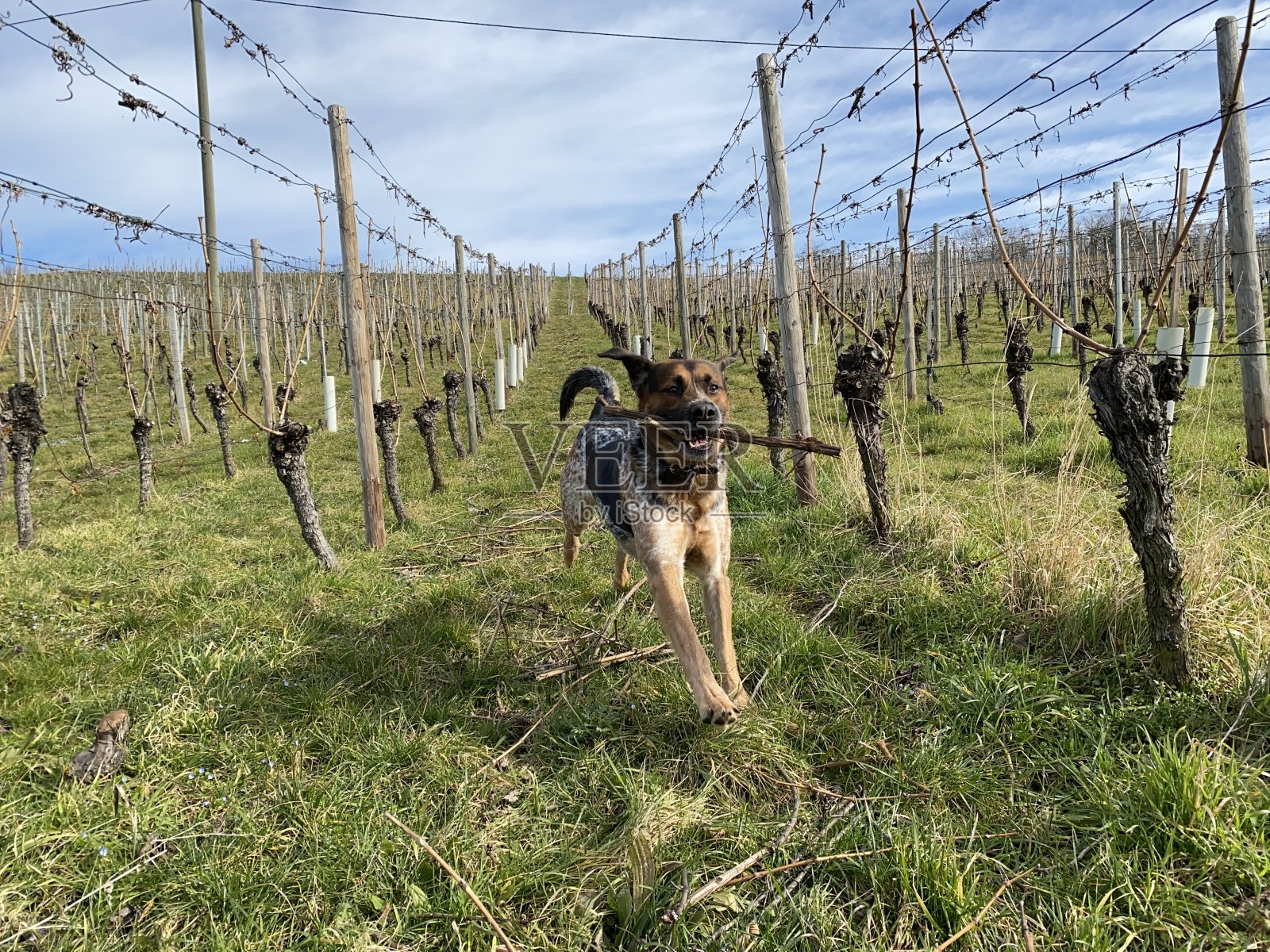嘴里叼着棍子的狗在跑照片摄影图片