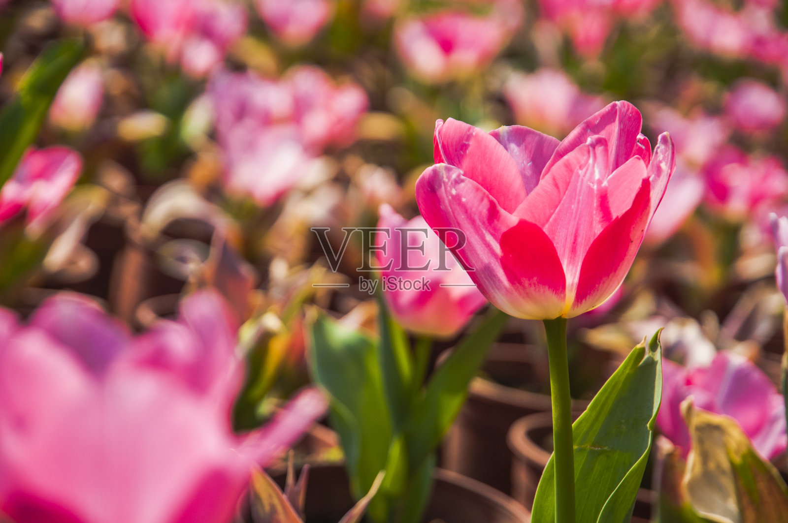 郁金香花近了照片摄影图片