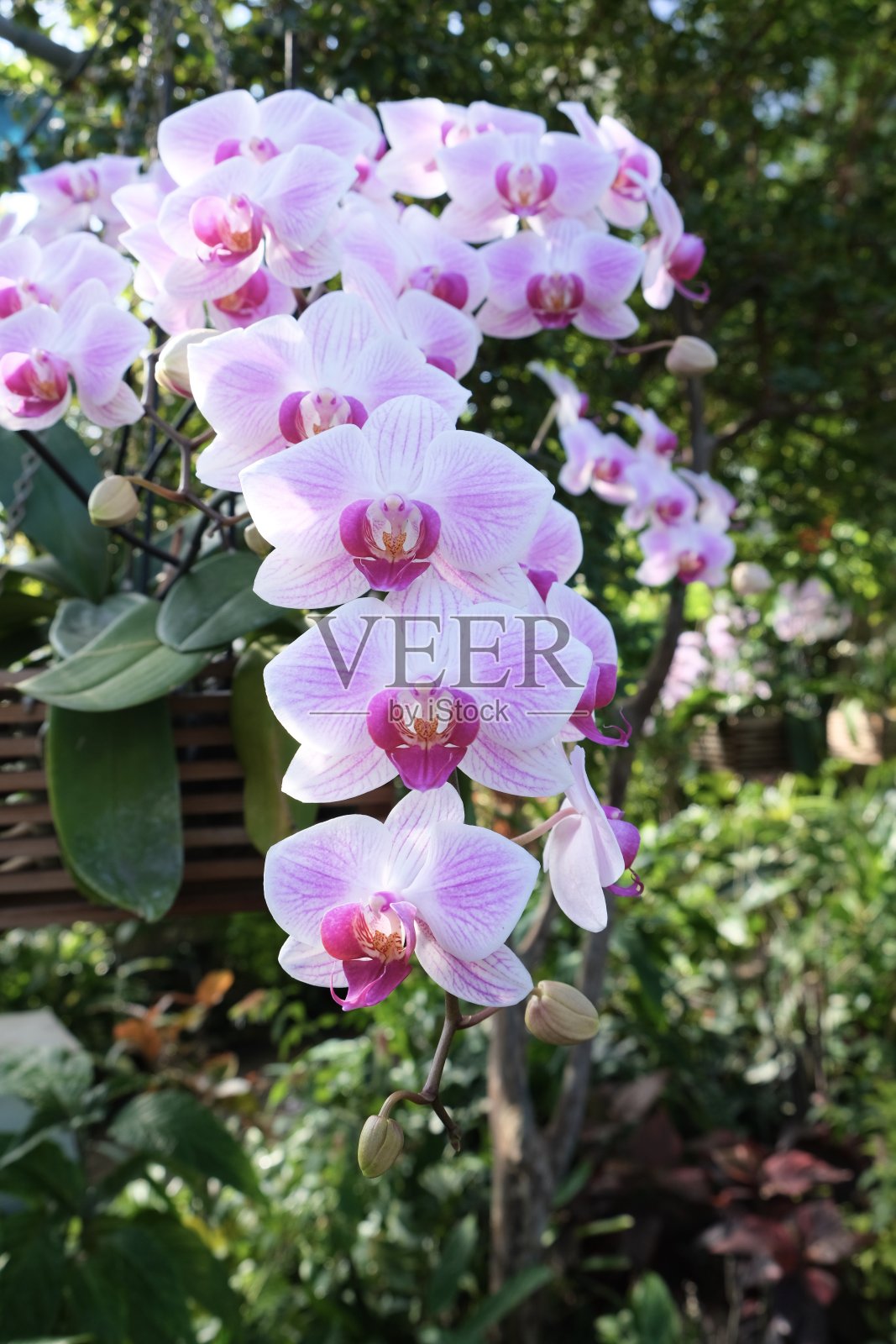 微妙的粉红色的花照片摄影图片