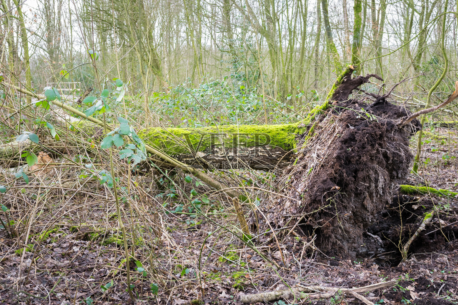 森林里一棵因暴风雨而被连根拔起的树照片摄影图片