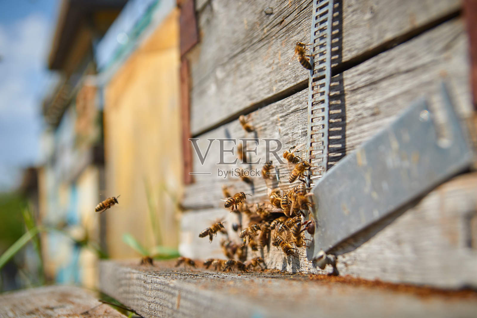 蜜蜂飞舞特写:木制蜂箱和蜜蜂照片摄影图片