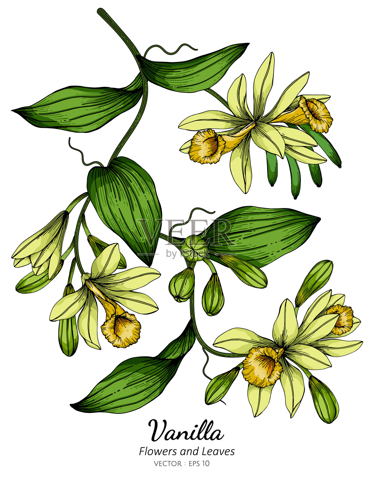 香草花和叶子绘图插图与线条艺术在白色的背景。设计元素图片