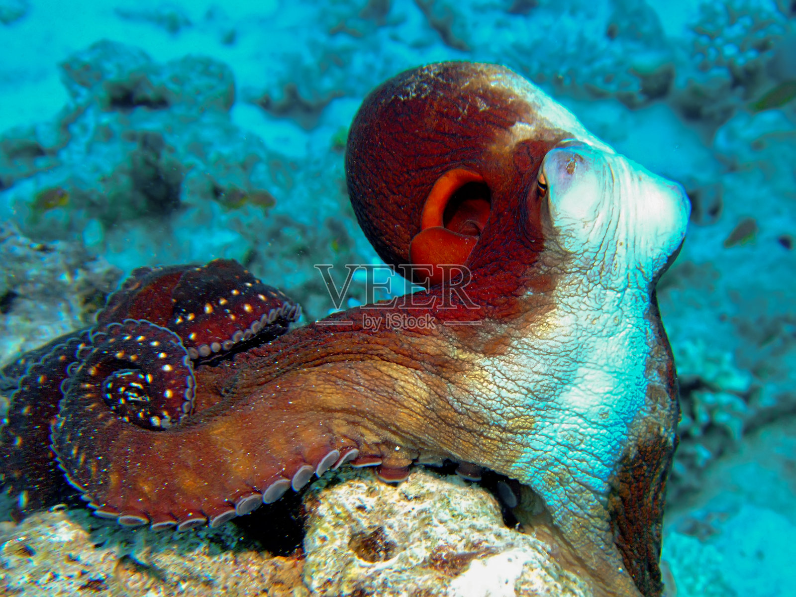 章鱼,红海,埃及照片摄影图片