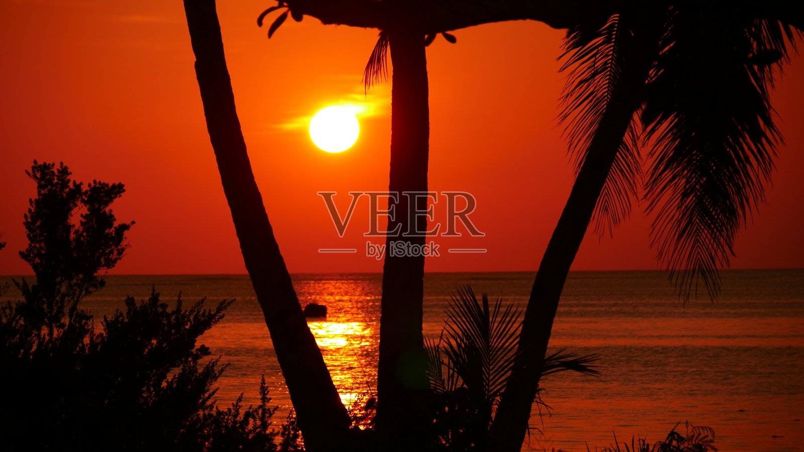 火红的夕阳在海上和椰子树在海滩上照片摄影图片