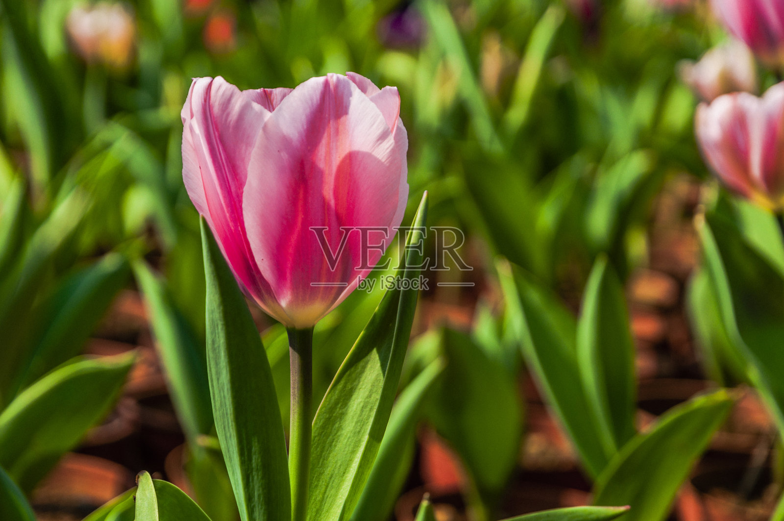 郁金香花近了照片摄影图片
