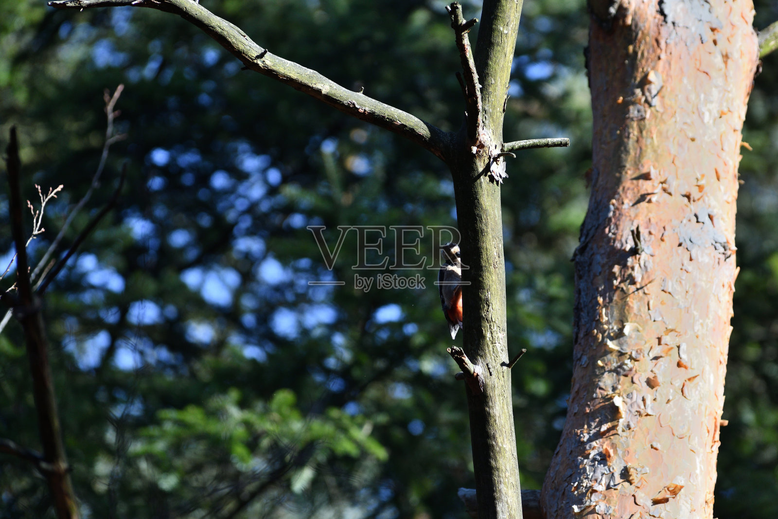 阴天冬日里,大斑啄木鸟在树枝上敲击照片摄影图片