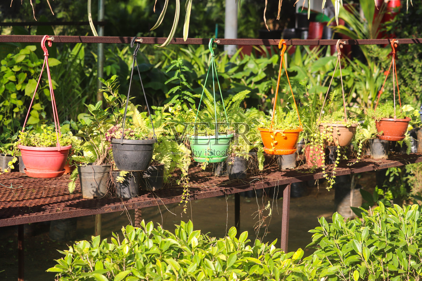 现代家庭园艺:春季温室中新鲜新种植物照片摄影图片