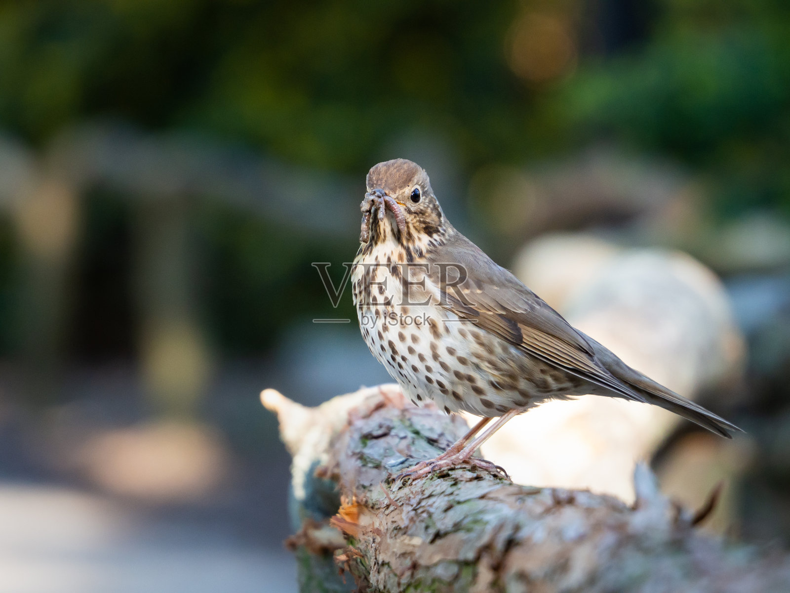鸣画眉(鸣画眉)鸟,喙中有蚯蚓照片摄影图片