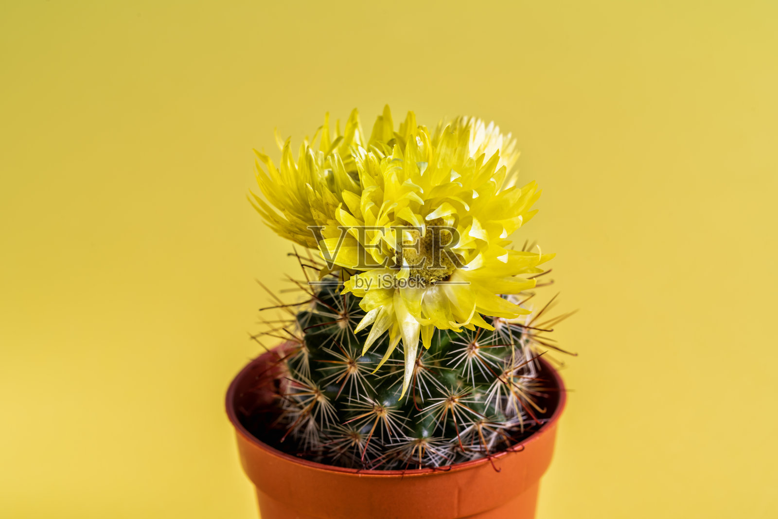 微距拍摄的一个美丽的仙人掌与黄色的花在黄色的背景。照片摄影图片