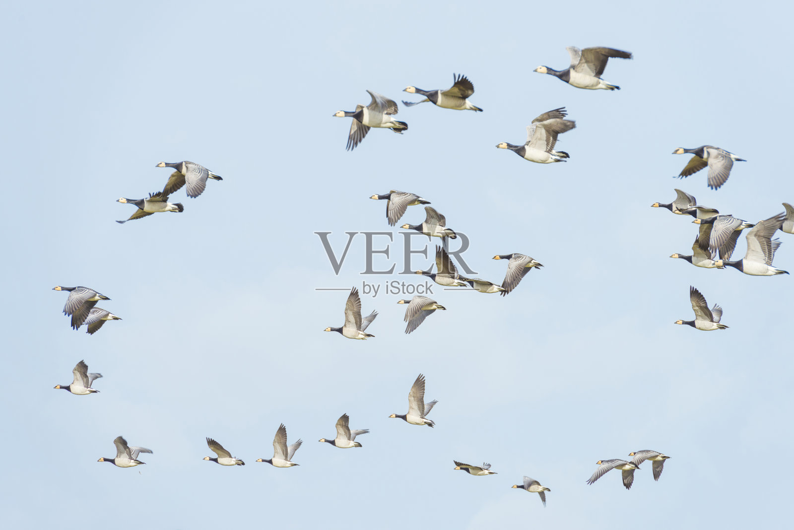 冬天,一群大雁在自然公园的天空中列队飞翔照片摄影图片