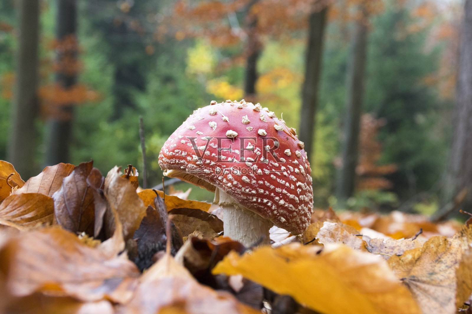 白毒伞,木耳蝇,白毒伞蝇,森林里的有毒蘑菇照片摄影图片