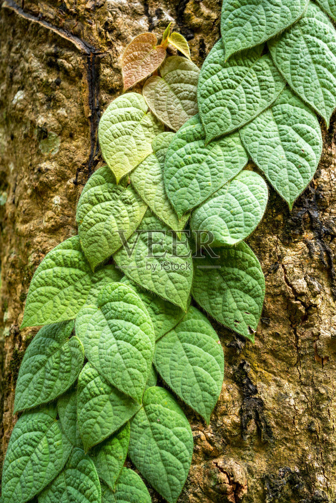 清新的绿叶纹理为自然背景而设计,绿叶为自然背景。照片摄影图片