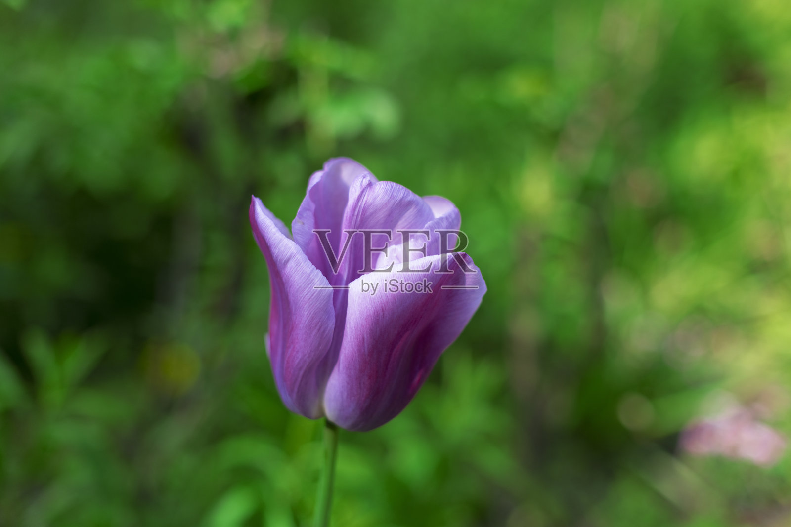 紫罗兰的郁金香在新鲜的绿色背景与散景。照片摄影图片
