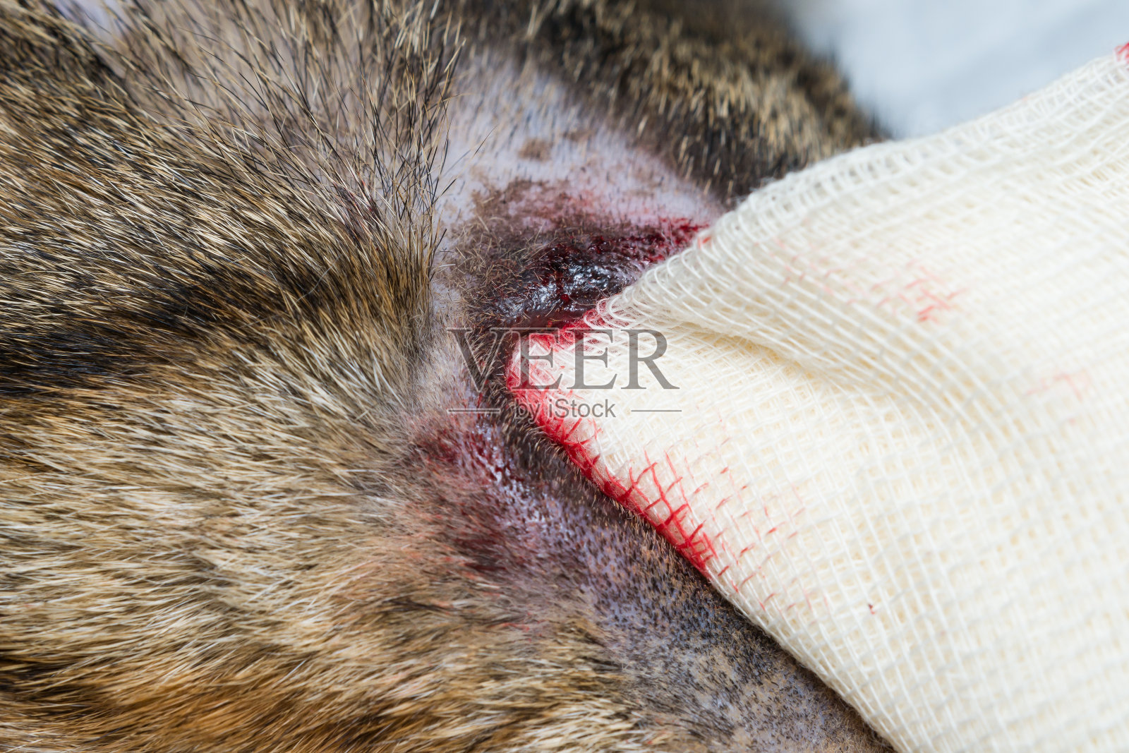 成年家猫的眼球摘除术照片摄影图片