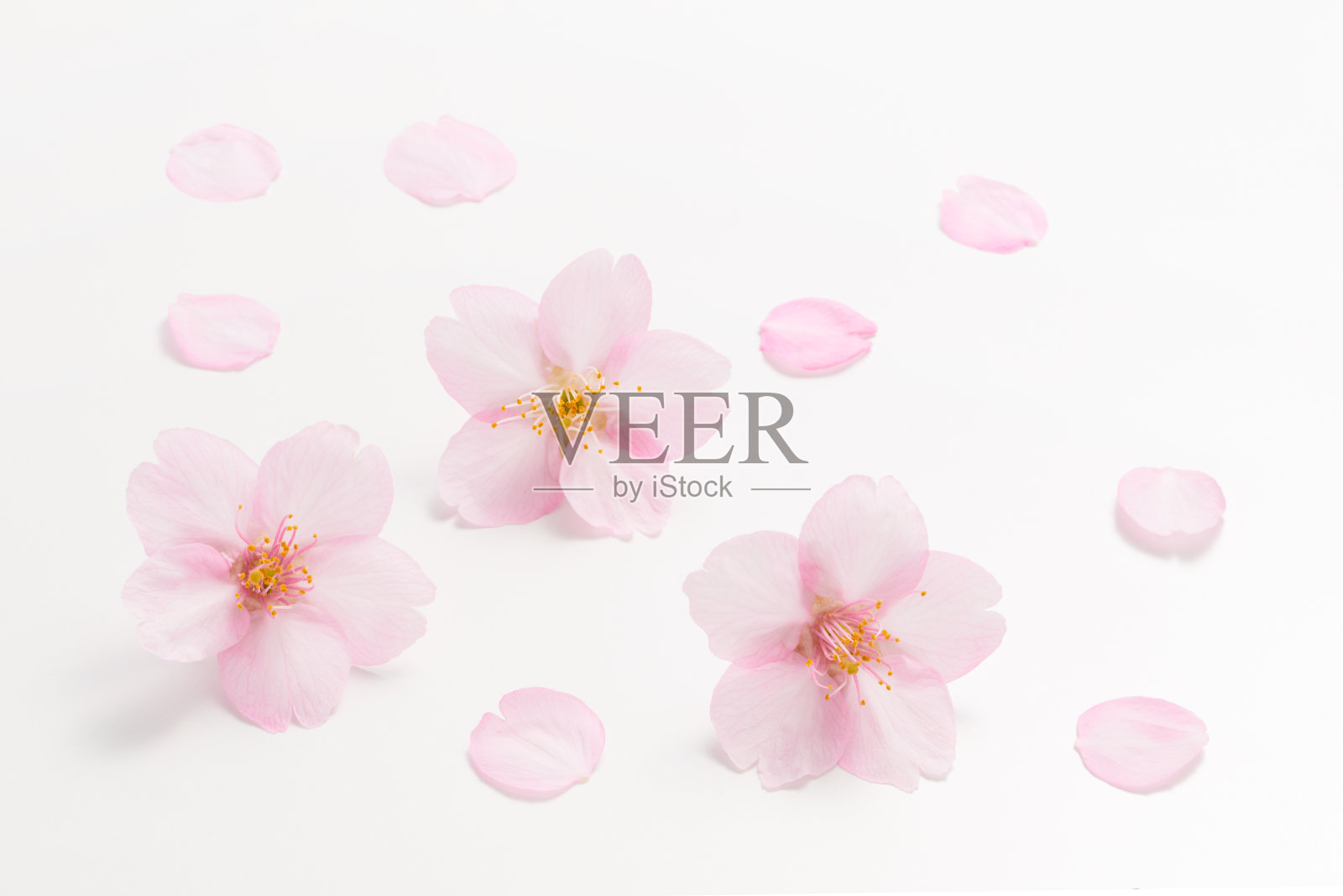 樱花白色背景照片摄影图片