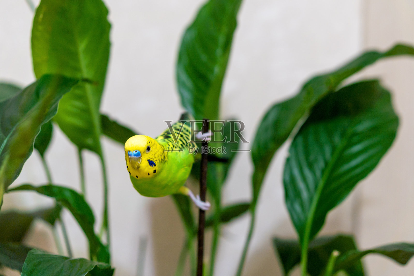 宠物手持宠物鸟坐在绿色的树枝上,一种室内花卉植物。一只绿色的虎皮鹦鹉正坐在一棵绿色的植物上。鹦鹉正在看照相机。“r”n照片摄影图片