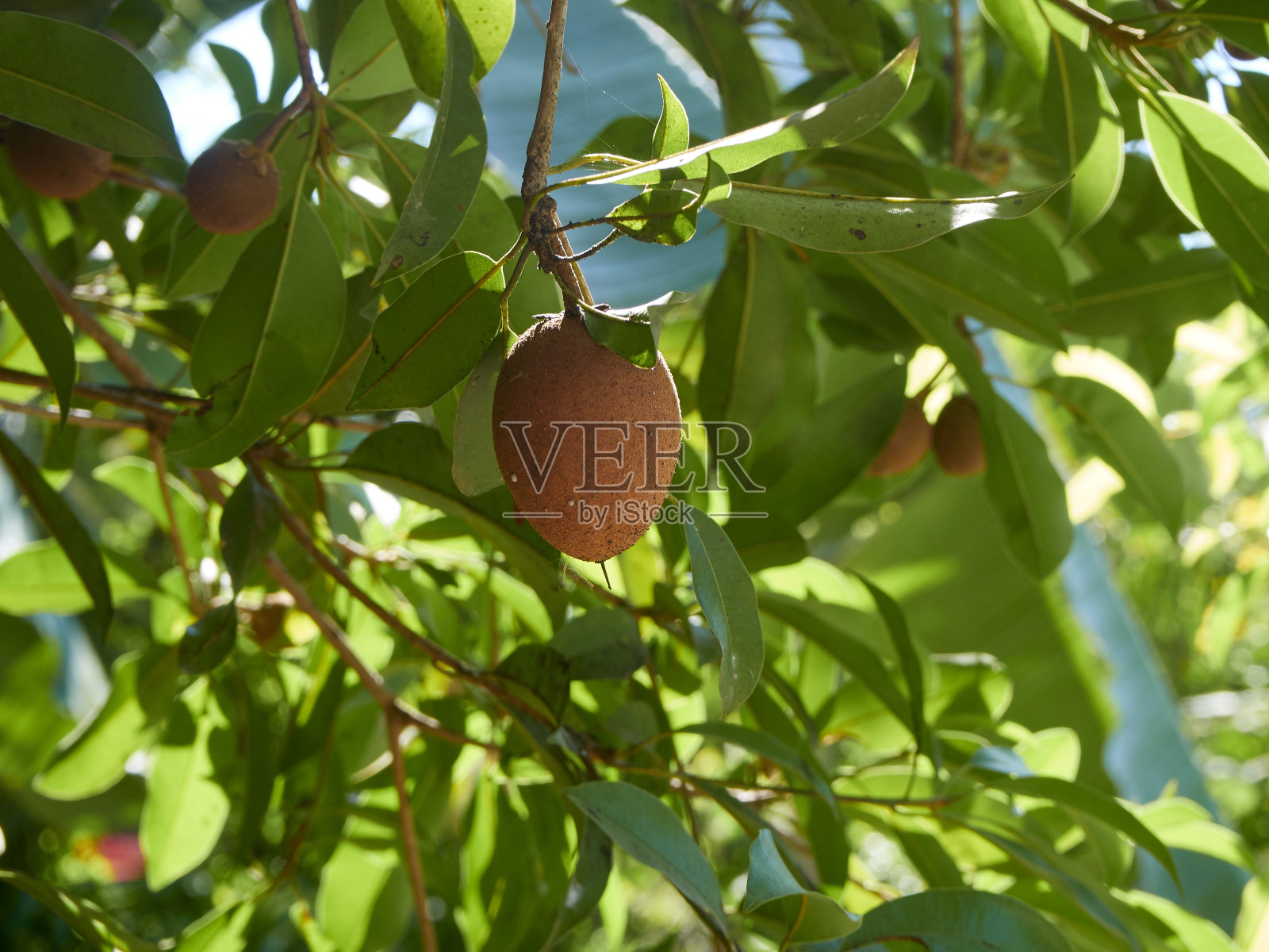 种植在果园里的树上的水痘果实。照片摄影图片