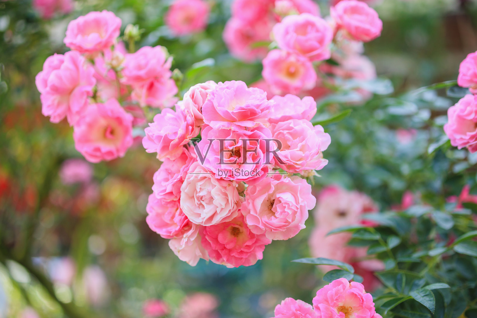 花园里盛开着美丽的粉红色玫瑰照片摄影图片