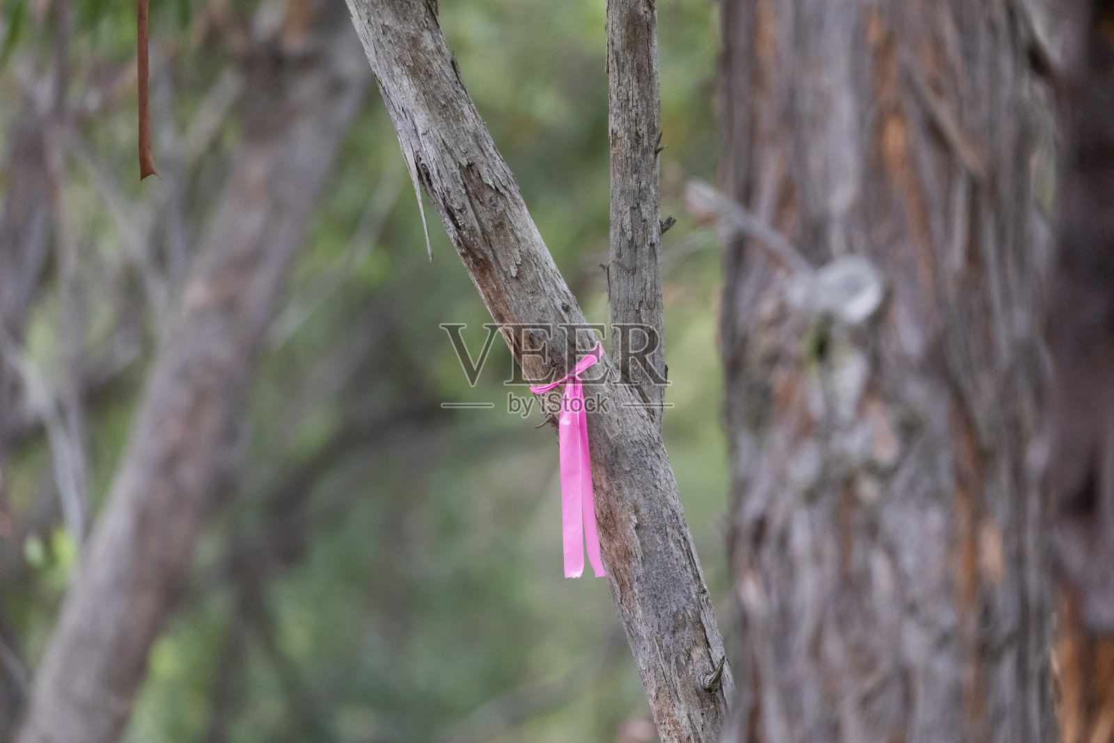 农村消防减少危险在树上燃烧粉红色的丝带照片摄影图片