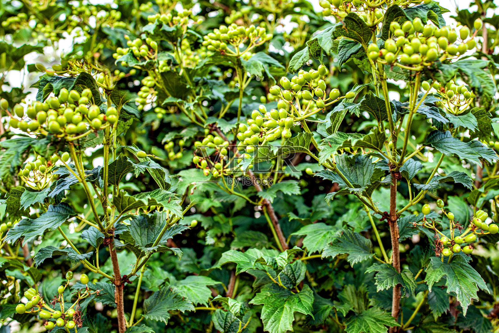 沙棘纹理。照片摄影图片