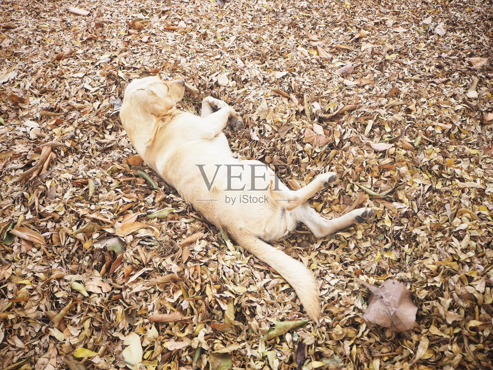 可爱的棕色拉布拉多狗照片摄影图片