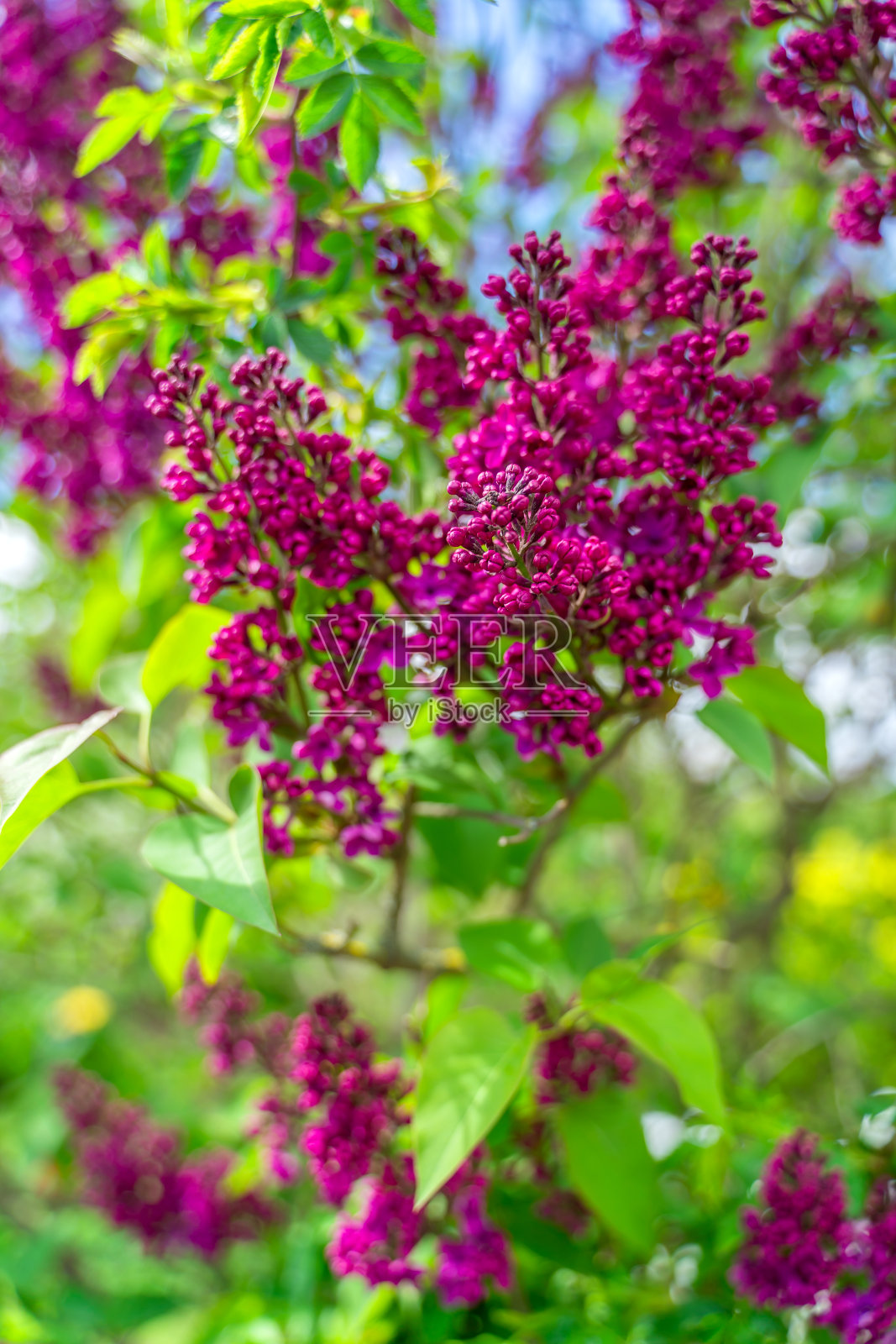 在阳光明媚的春天,丁香花和绿叶照片摄影图片