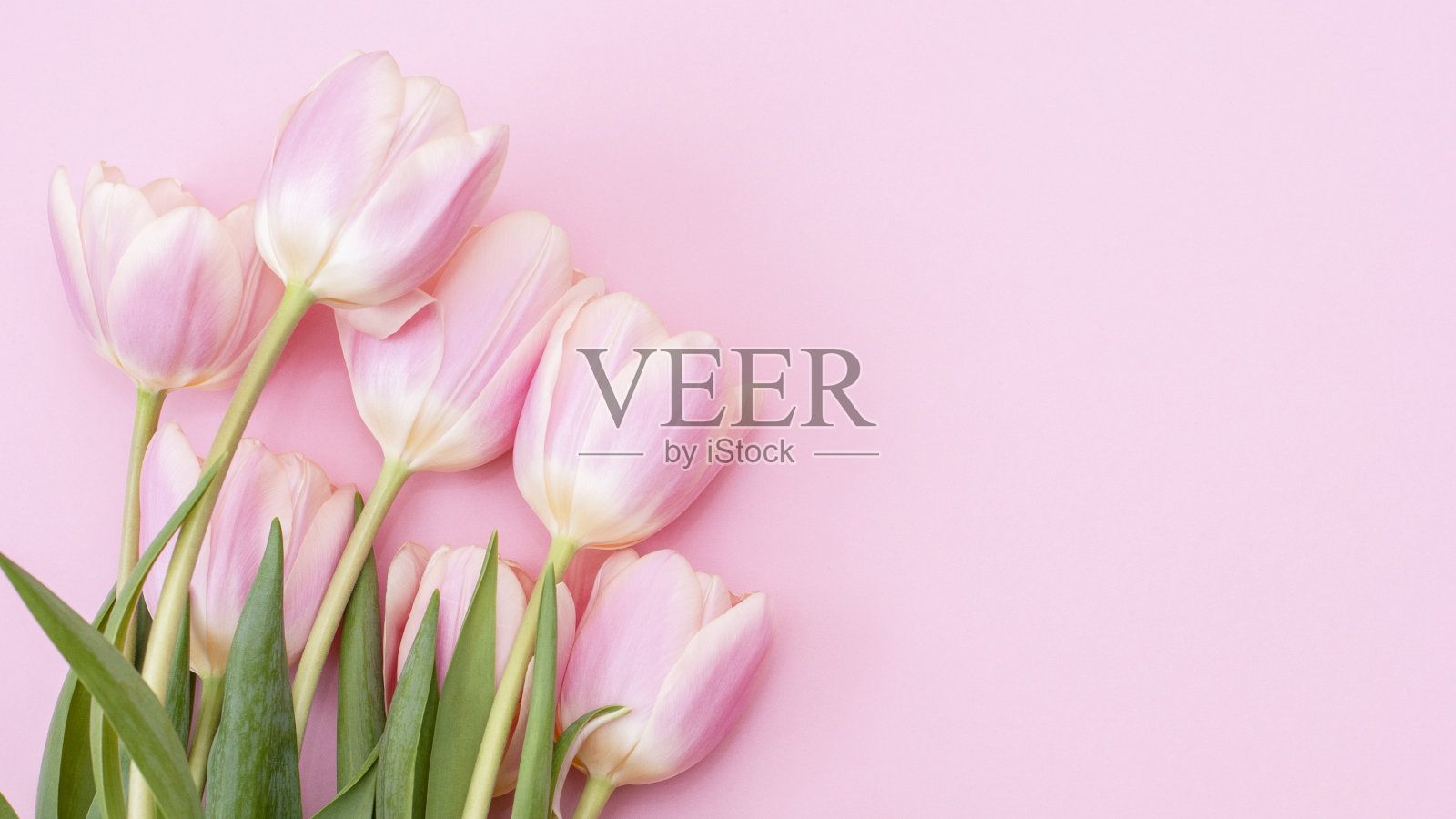 三八妇女节快乐。粉红色背景上的粉红色郁金香。照片摄影图片