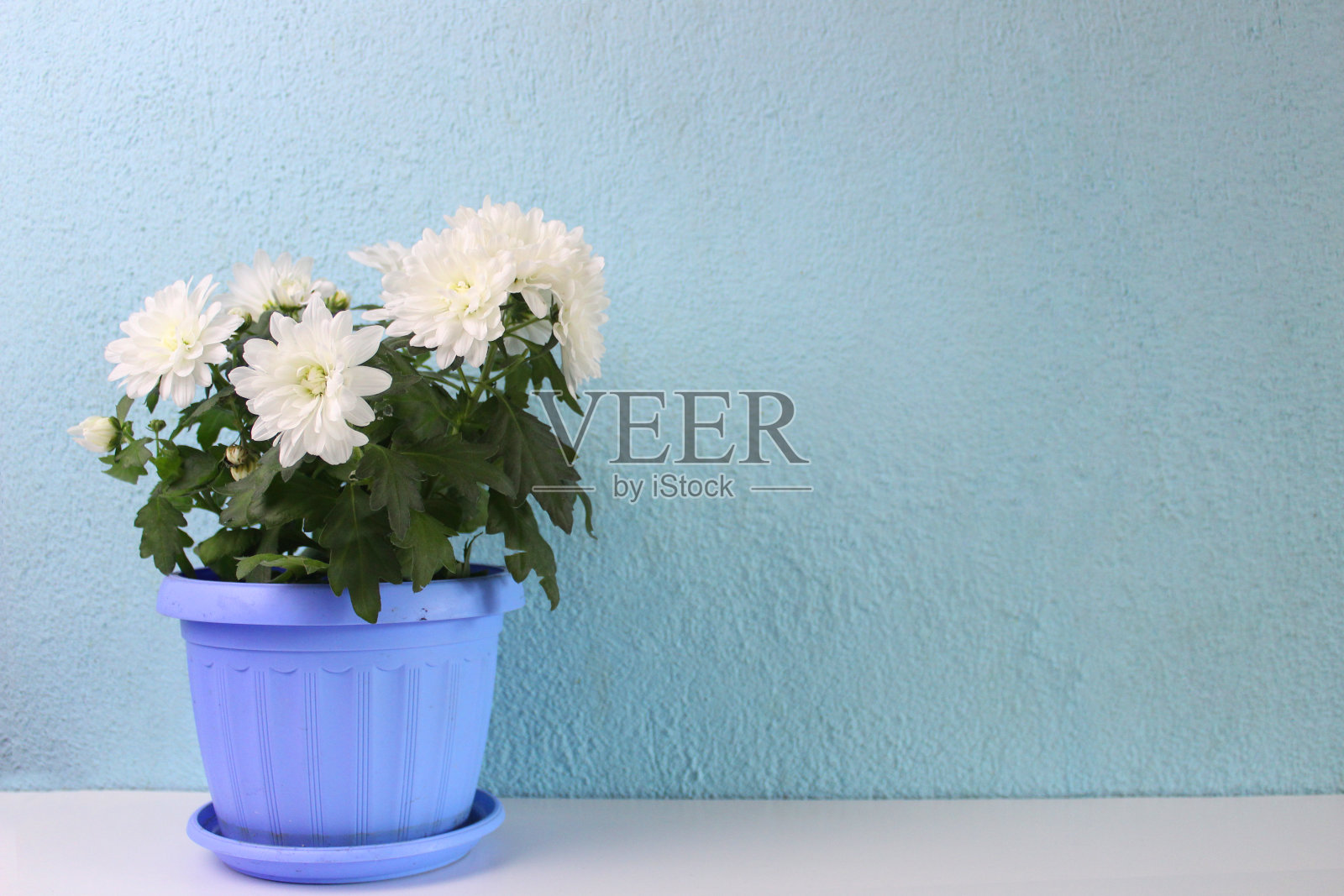 白色桌子上的白色花盆植物照片摄影图片