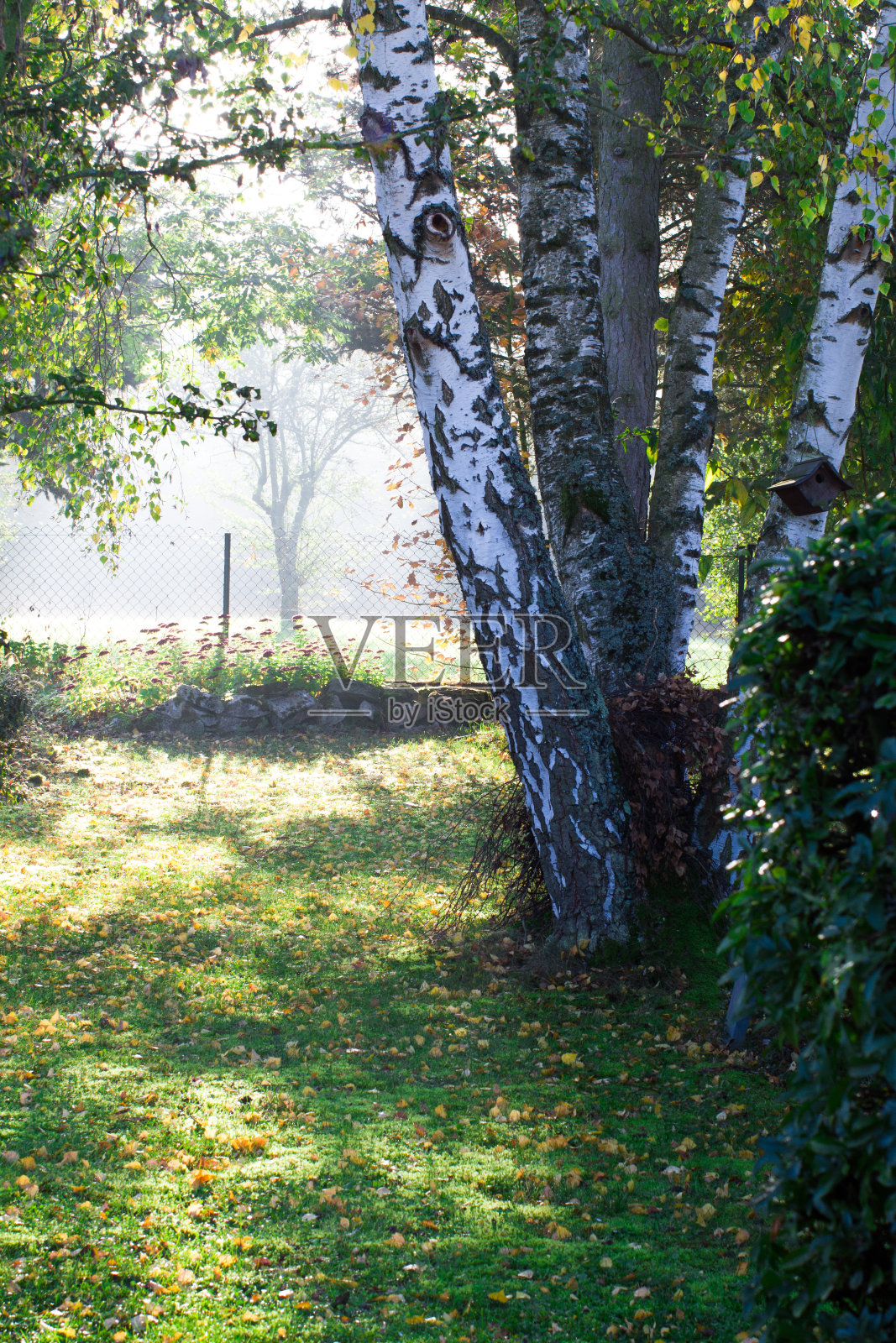 在雾蒙蒙的阳光明媚的早晨,桦树获得了平静的自然力量照片摄影图片