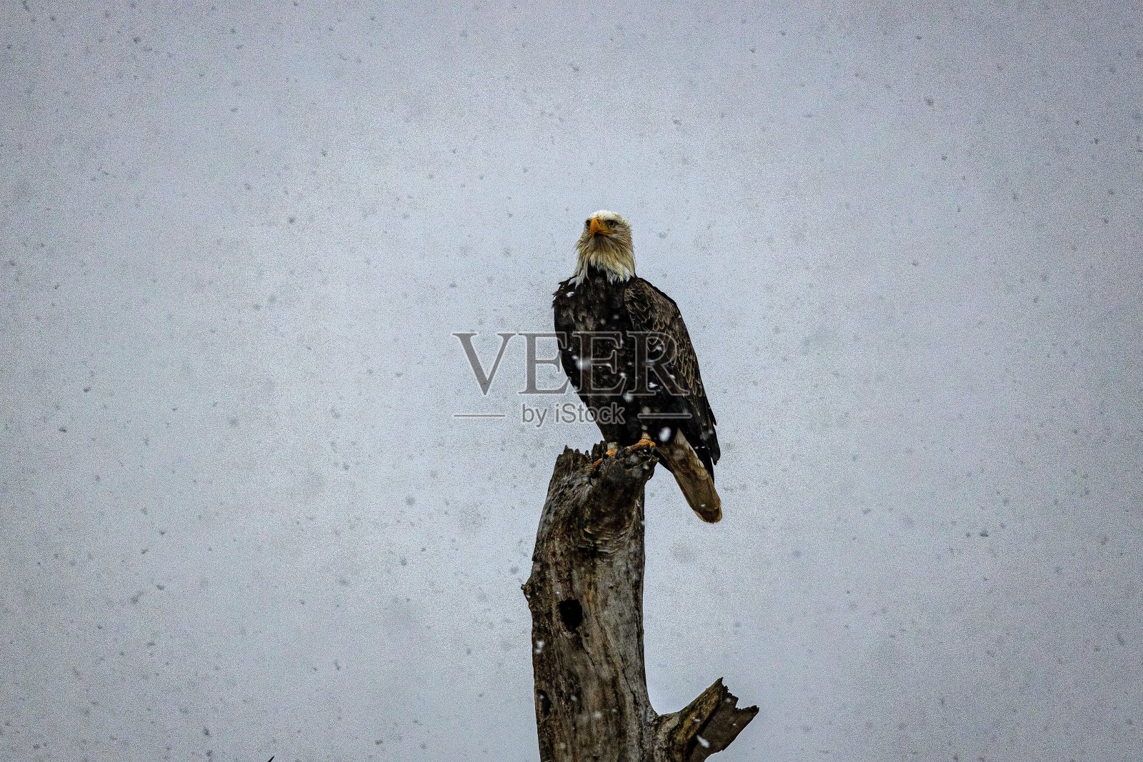 树上的雪鹰照片摄影图片