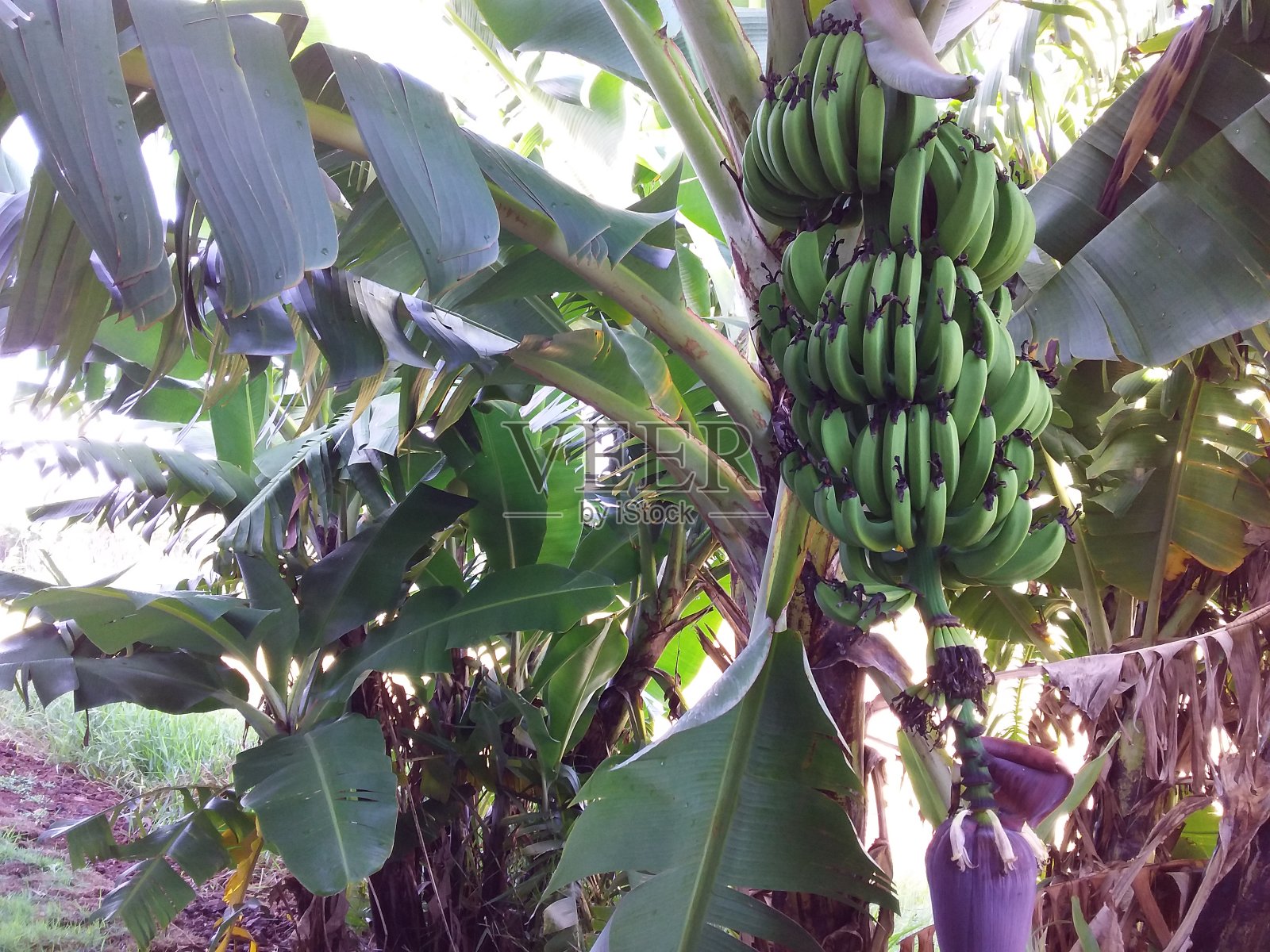 自然景观照片摄影图片