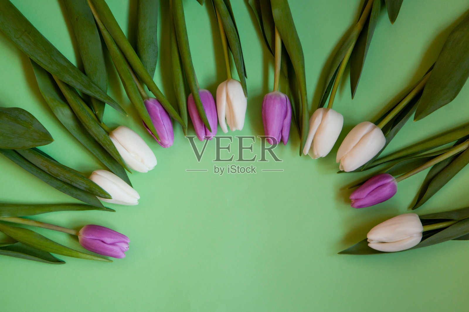 花朵,绿色背景上的郁金香。照片摄影图片