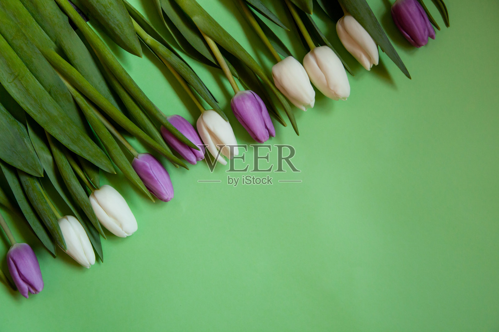 花朵,绿色背景上的郁金香。照片摄影图片