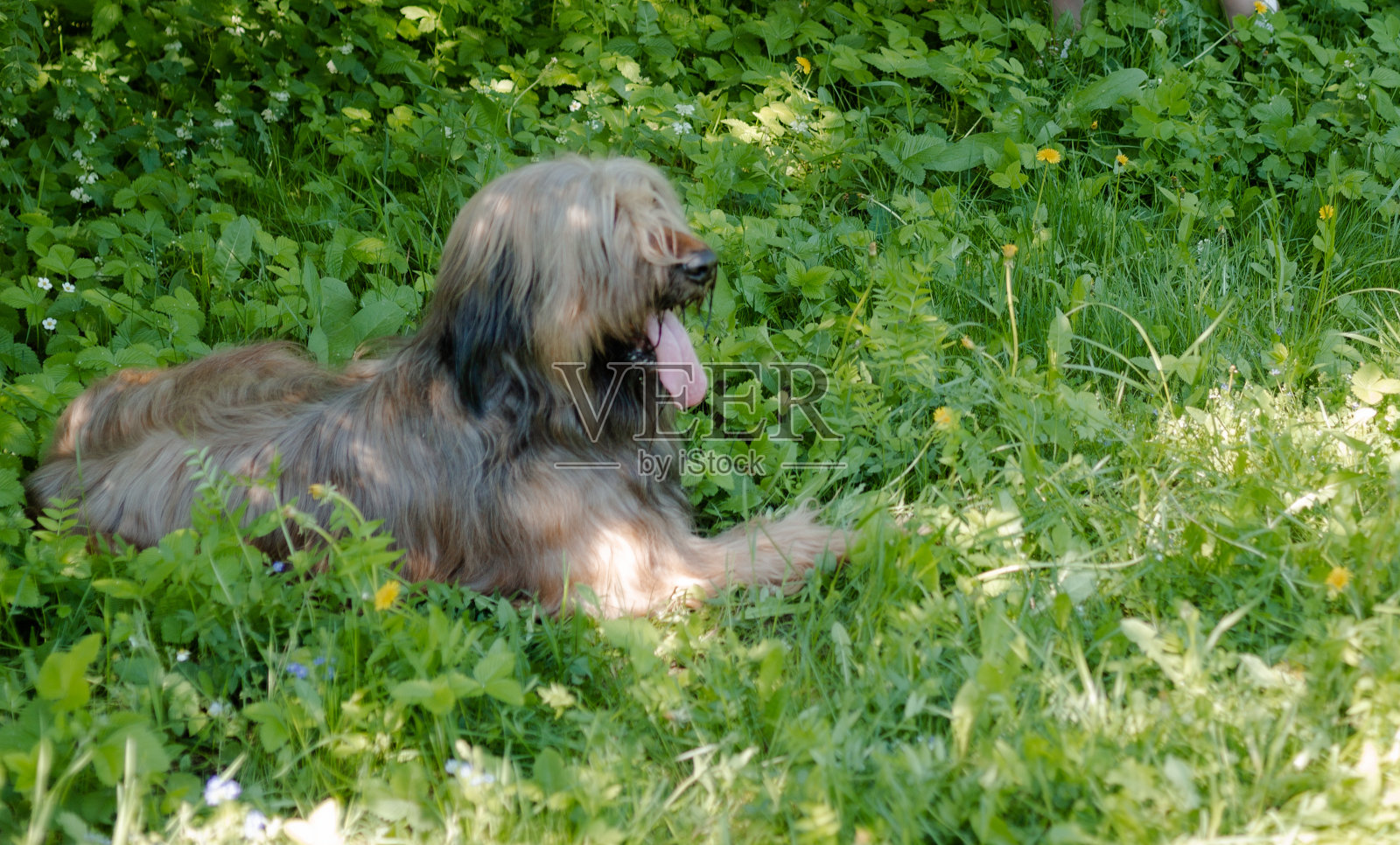 一只红色的牧羊犬,荆棘正在春天的草地上玩耍。照片摄影图片
