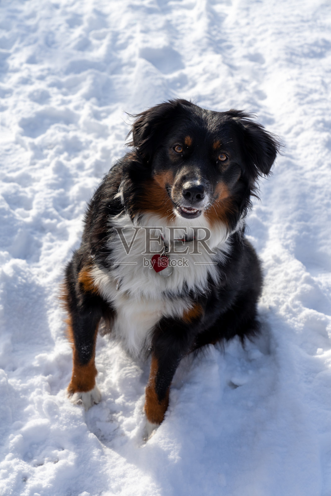 雪中的澳大利亚牧羊犬照片摄影图片